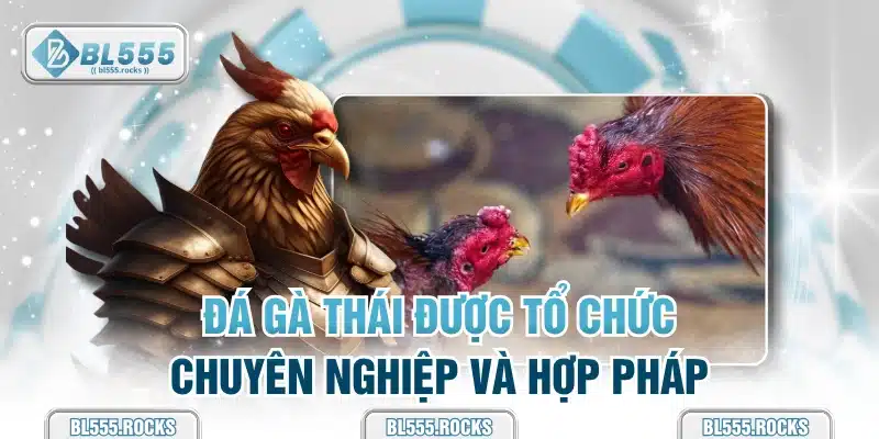 Đá gà Thái được tổ chức chuyên nghiệp và hợp pháp