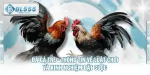 Đá Gà Tre - Thông Tin Về Luật Chơi Và Kinh Nghiệm Đặt Cược