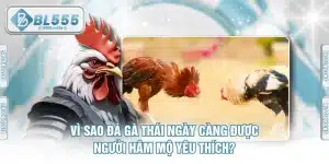 Vì Sao Đá Gà Thái Ngày Càng Được Người Hâm Mộ Yêu Thích?